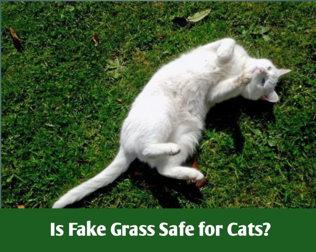 is fake grass safe for cats. image