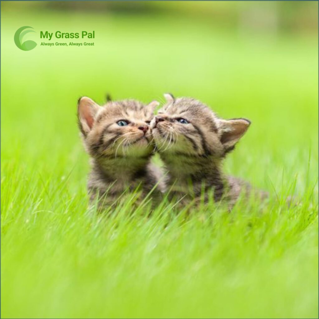 artificial grass for cats