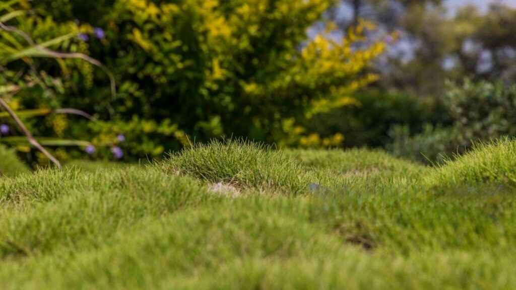 how to fix lumpy artificial turf.image