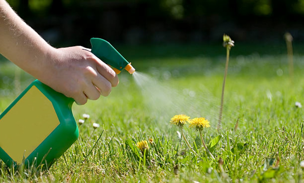 weeds in artificial grass